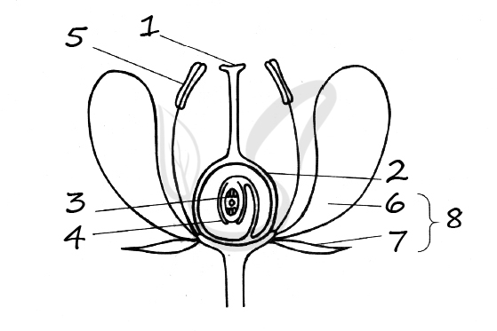 Кроссворд - Строение цветка