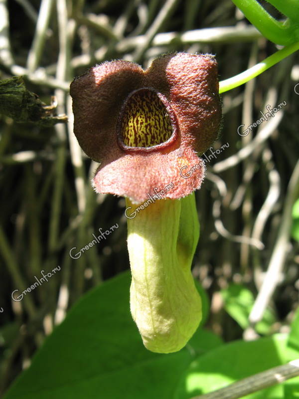 Кирказон крупнолистный, Аристолохия (Aristolochia macrophylla)