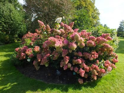 Гортензия метельчатая Сандей Фрайз (Hydrangea paniculata ...