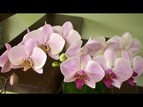 ОРХИДЕЯ Salinas (Phalaenopsis Salinas) c чертами испанской ...