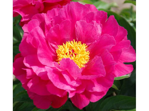 Paeonia lactiflora Tom Cat ...