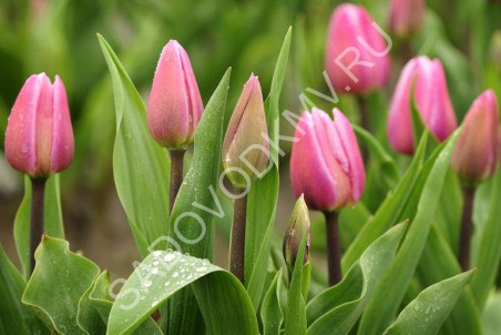 Tulipa Single Early 'Aafke Tulip from ...