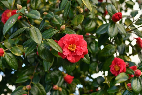 CAMELLIA JAPONICA. | thepalmtreecompany