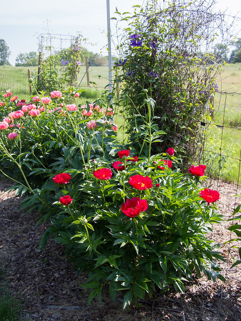 Pfingstrose Blaze, Paeonia lactiflora ...