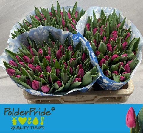 Тюльпан Пинк Ардор Tulipa Pink Ardour оптом: купить в Москве ...