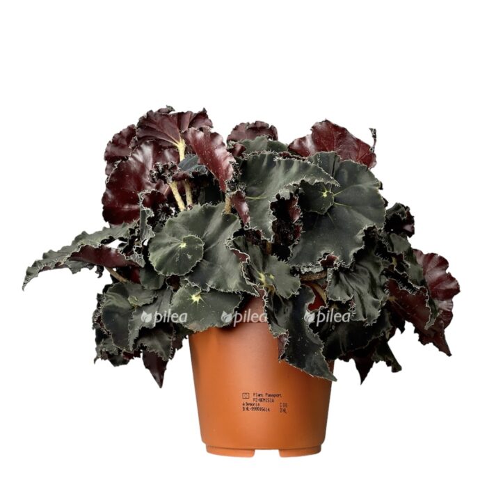 Begonia Black Fang Care