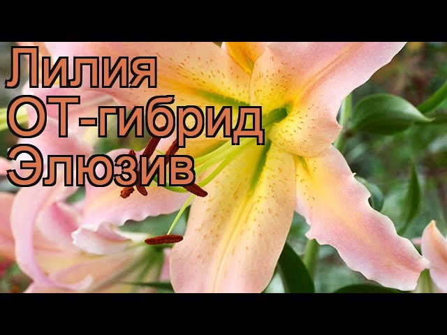 Купить Лилию Элюзив+ Эрколано (Луковицы) - фото и описание ...