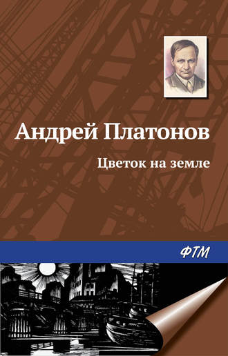 Молодило: что это такое и как его вырастить