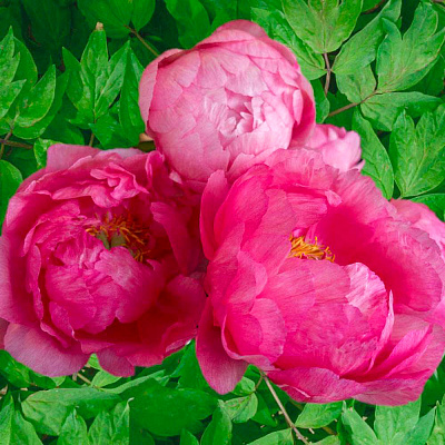 Paeonia 'Matilda Lewis' - GARDENIDEA