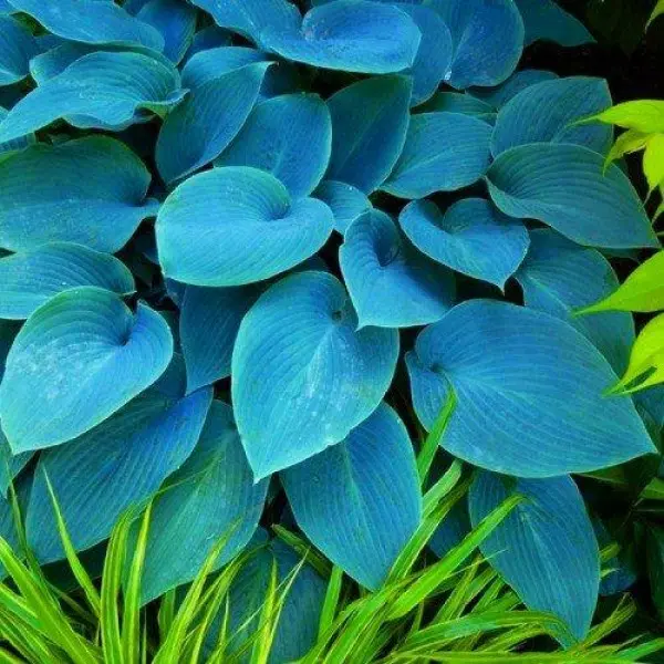 Хоста гібридна Халціон, Hosta hybrida Halcyon ціна, купити ...