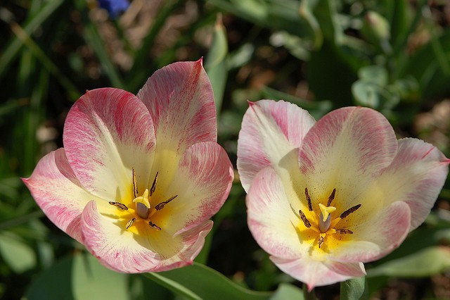 Tulipa Yellow Purissima ...