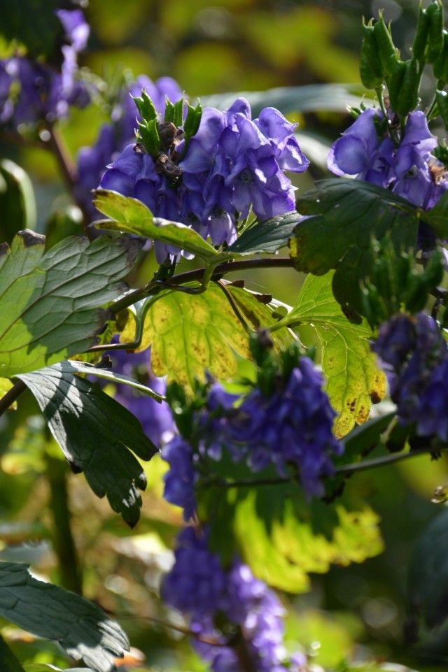 ᐅ Аконит Кармихеля (Aconitum carmichaelii) купить по цене ...