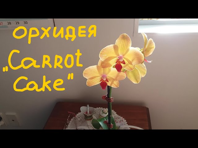 Орхидея Carrot Cake морковный пирог купить в Калуге | Товары ...