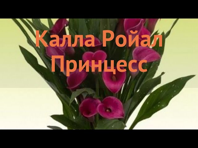 Калла(Zantedeschia) Memories – купить в ...