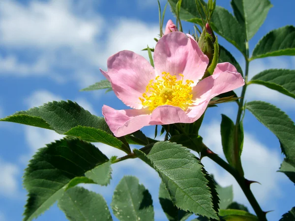 British Wild Plant: Rosa canina Dog-rose