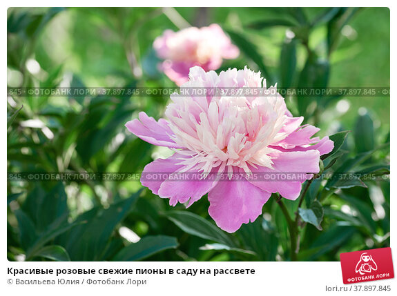 Пионы, очень красивые новые гибриды. ADELMAN Peony Gardens ...