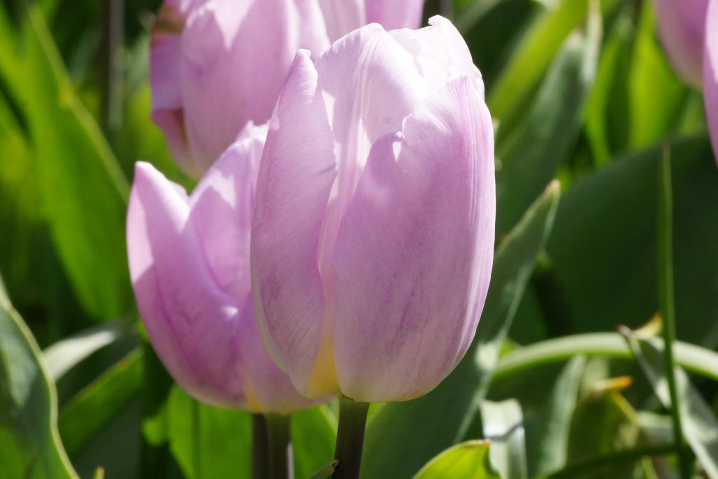 Tulipa 'Dynamic Change'®