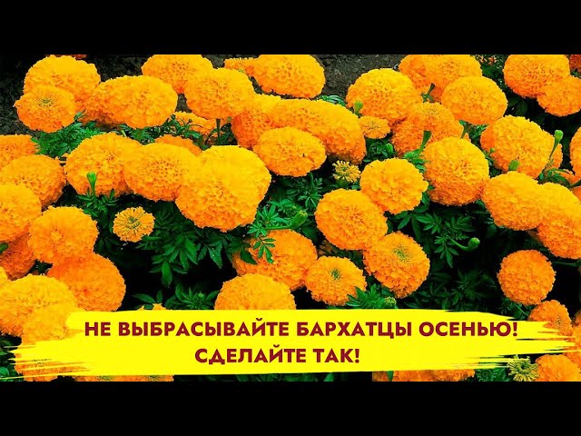 БАРХАТЦЫ ОСЕНЬЮ НЕ ВЫБРАСЫВАЙТЕ ...