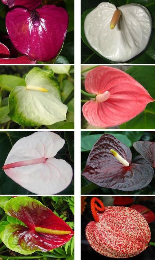 Антуриум Андреанум Арамон Anthurium Andreanum Aramon от 1790 ...