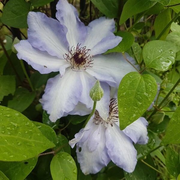 Клематисы - Clematis - Źródło Dobrych Pnączy