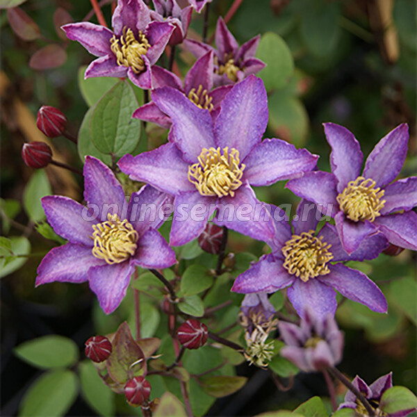 Клематис Фонд Меморис - купить саженцы Clematis Fond Memories ...