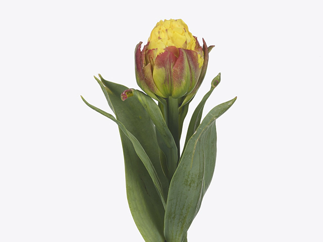 Tulips Saigon Double 40cm | Wholesale Dutch Flowers & Florist ...