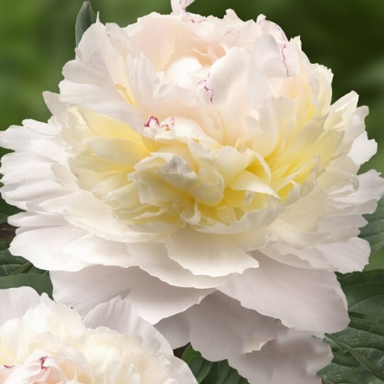 Luchshiy pion Эльза Сасс - пионы - My Peony Society