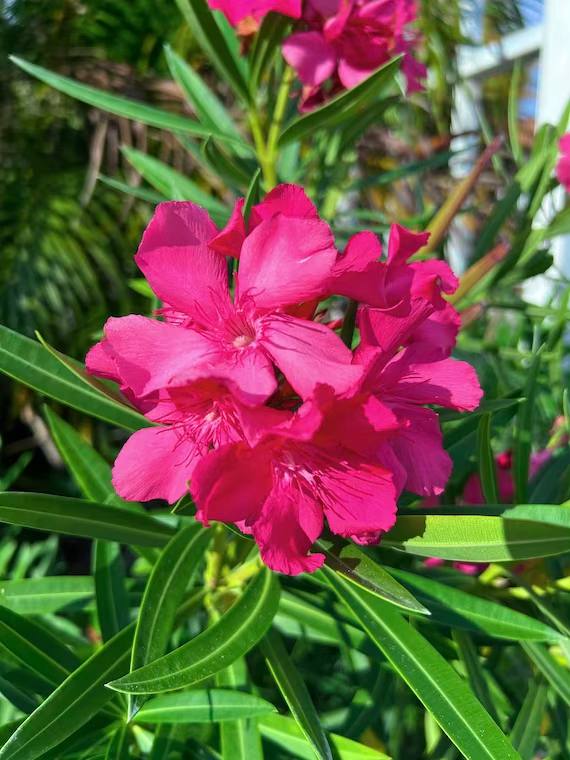 Nerium OLEANDER 'HARDY RED' (Олеандр): купить 3 семени c ...