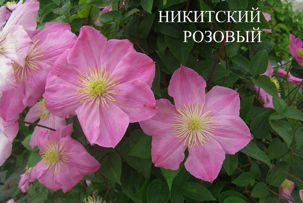 Купить Саженцы Клематиса Никитского Розового(Clematis ...