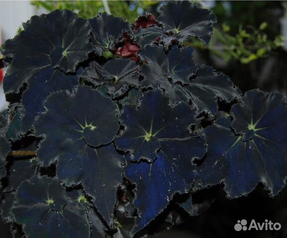 Rex Begonia Dark Mambo Поставщики - Rex Begonia Dark Mambo ...