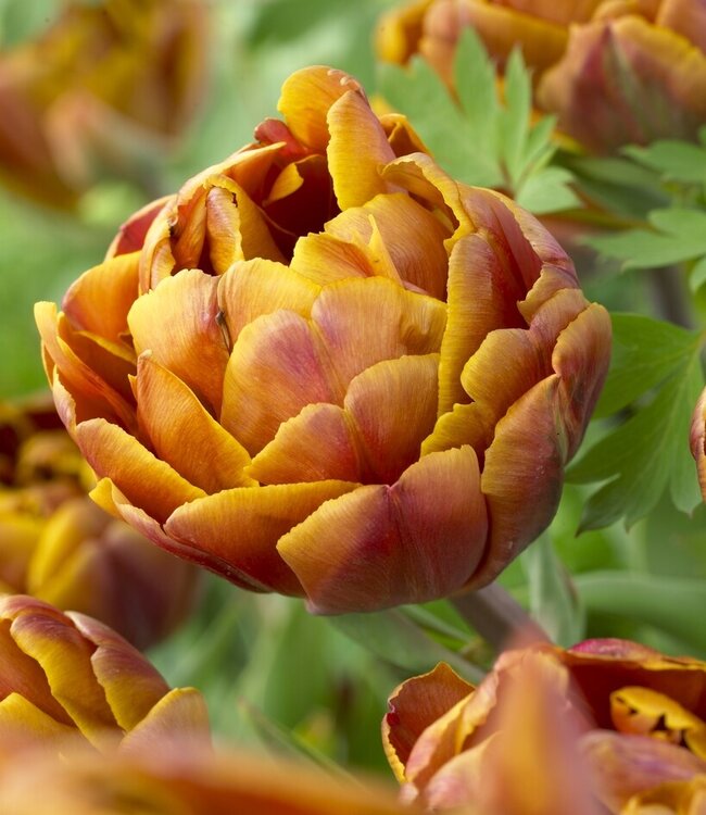 Fondo de papel tapiz de flor de tulipa de tulipán amarillo ...