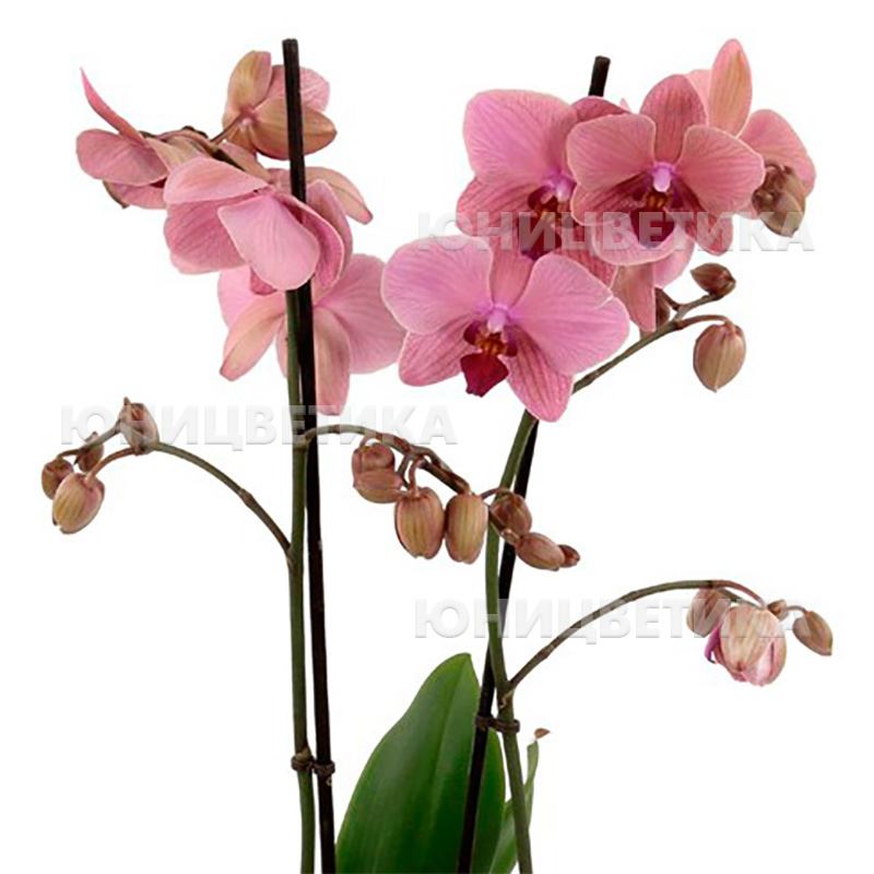 Орхидея Phalaenopsis Asian Coral (отцвел)