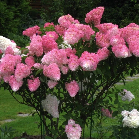 Hydrangea paniculata 'Fraise Melba' 3L ...