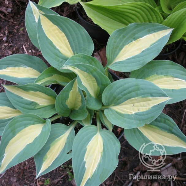 Hosta.com.ua. Хоста Cape Cod (Кейп Код ...