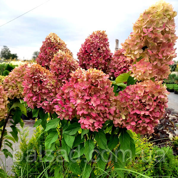 Гортензия метельчатая Ливинг Пинк энд Роуз \ Hydrangea Living ...