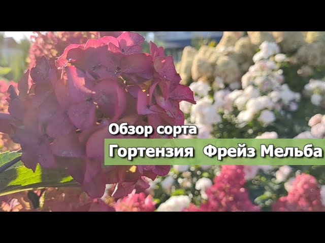 Гортензия метельчатая Фрейз Мельба - Fraise Melba продается в ...