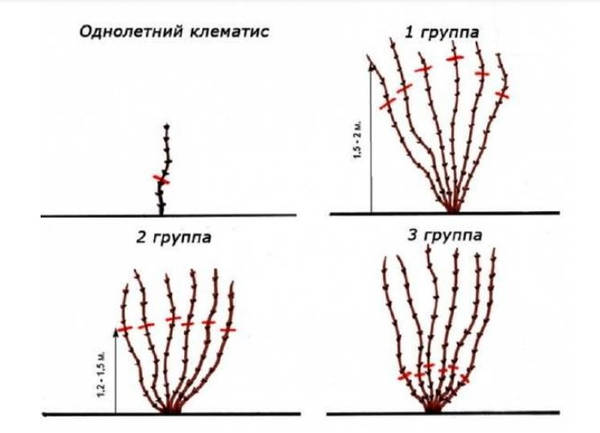 Клематис Краковяк - Клематисы - Лианы - Каталог - Sadko-Plant.ru