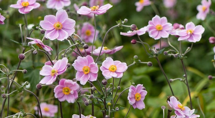 Анемона лесная (Anemone sylvestris)