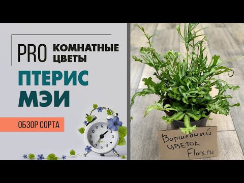 Птерис критский Albolineata – купить по отличной цене в ...