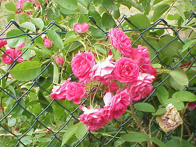 Файл:Rosa sp.107.jpg — Википедия