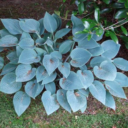 Хоста гибридная Дельта Дон (Hosta hybrida Delta Dawn) купить ...