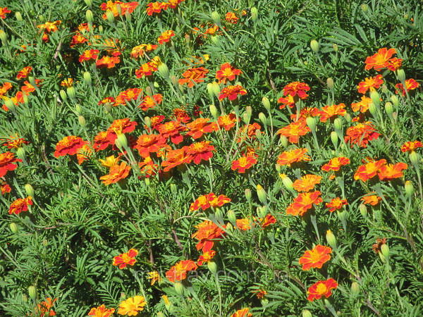 Бархатцы соцветия (Tagetes)