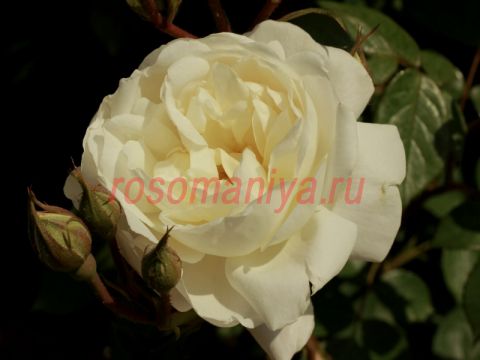 Desdemona - The New Zealand Rose Society