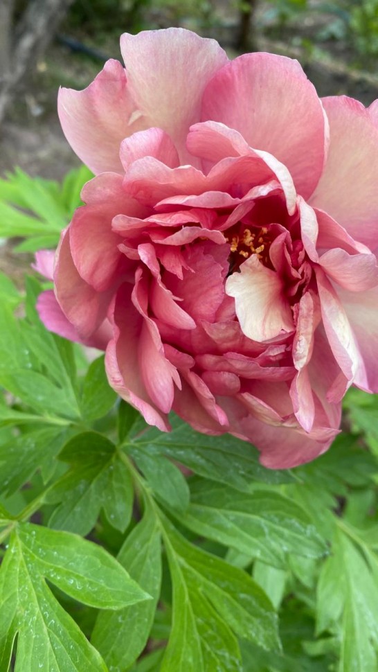 The Magical Mystery Tour Peony ...