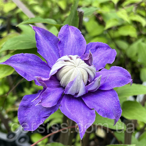 Клематис Диамантина (Clematis Diamantina) - Agro Knip