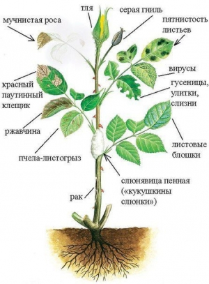 Лечение мучнистой росы