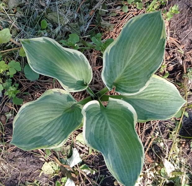 Хоста (Hosta) American Dream – купить в ...