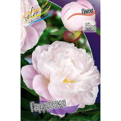 ᐉ Пион Florium Gardenia (4550) • Купить ...