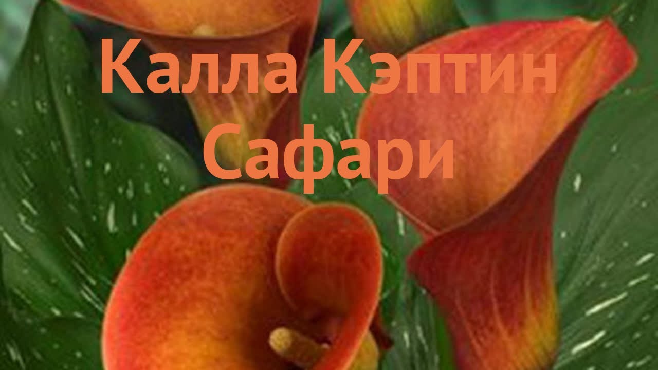 Калла Majestic Red (клубни): продажа ...