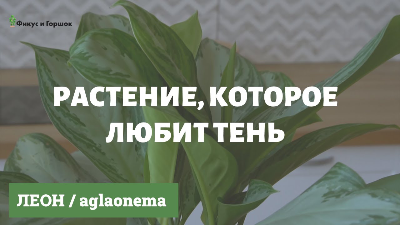 Леона» - Доставка цветов в Симферополе. Купить цветы с ...